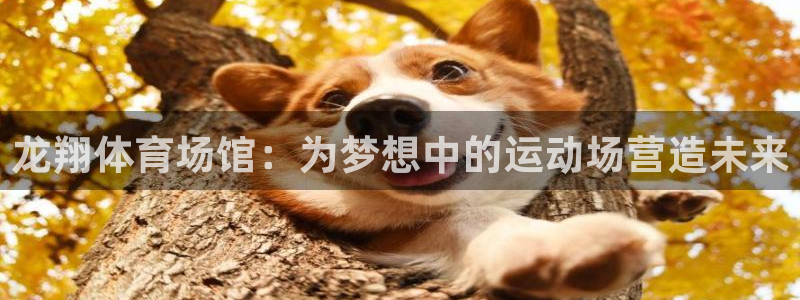 意昂4集团简介：龙翔体育场馆：为梦想中的运动场营造未