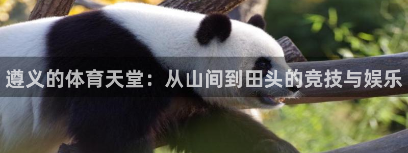 意昂体育4官方客服电话：遵义的体育天堂：从山间到田头